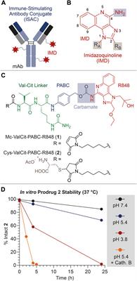 Ex vivo mass spectrometry-based biodistribution analysis of an antibody-Resiquimod conjugate bearing a protease-cleavable and acid-labile linker